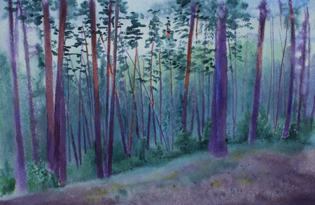 foggy pine forest at duskの写真素材
