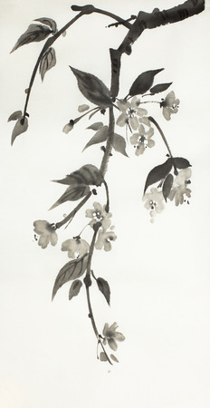 flowering branch of sakura on a light backgroundの写真素材