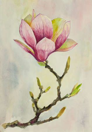 bright and delicate magnolia flowerの写真素材