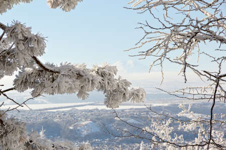 View of the Elbrus through the snow-covered trees. の写真素材