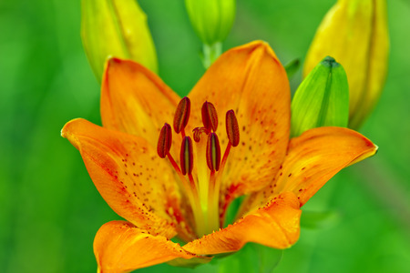 Lily flower closeup on a green background.の写真素材