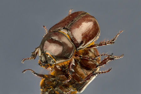 Large brown beetle with long legs on a gray background mirror.の写真素材