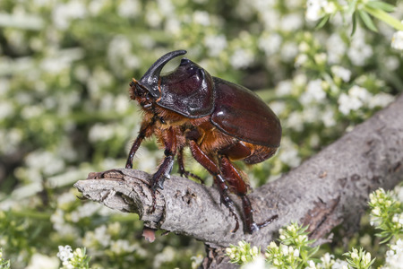 Beetle - rhino sitting on a dry branch on a background of small white flowers.の写真素材