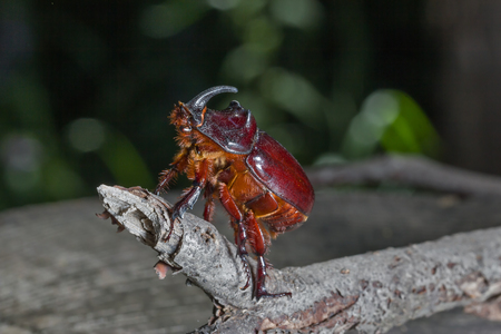 Beetle - rhino  chestnut-brown color sitting on a dry branch of a tree.
