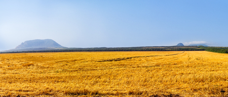 Wheat field after harvest with trees and mountain in the background.の写真素材