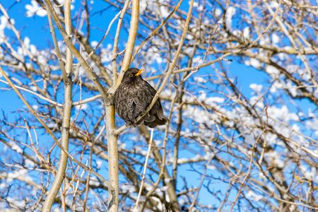 Songbird with gray feathers and yellow beak in the bush against the sky.