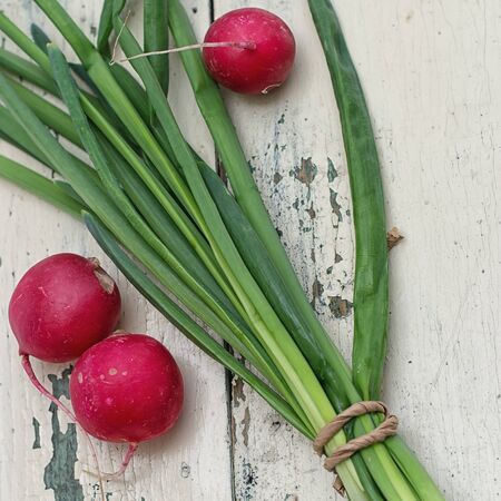 Radish with a bow on a background from a tree