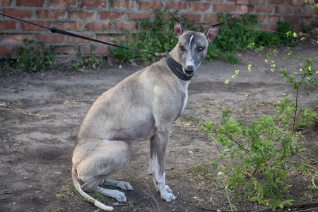 domestic animal is  dogの写真素材