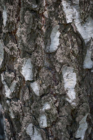 Texture is a treeの写真素材