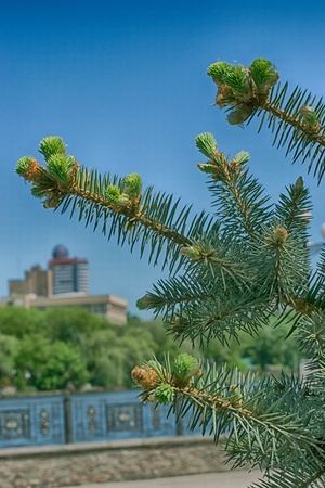 Young cones of pine-treeの写真素材