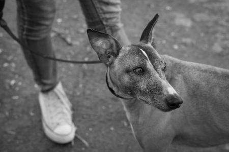domestic animal is  dogの写真素材