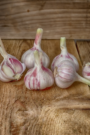 A sharp spice is  garlicの写真素材