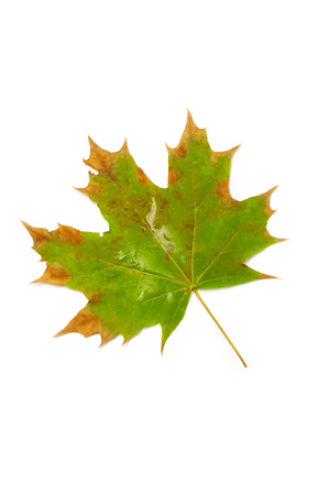yellow autumn leaf on a white backgroundの写真素材