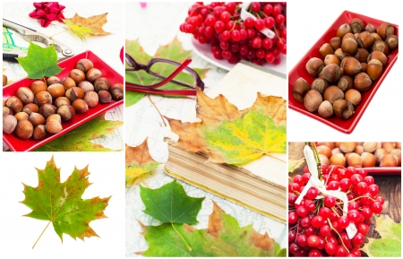 autumn collage their fruits and berriesの写真素材