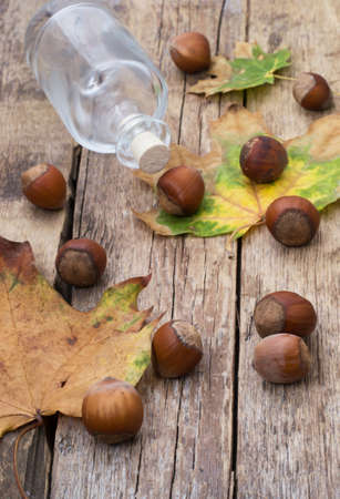 fruits of hazelnutの写真素材