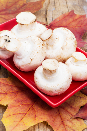 mushroomの写真素材