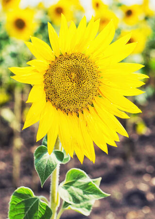 sunflowersの写真素材