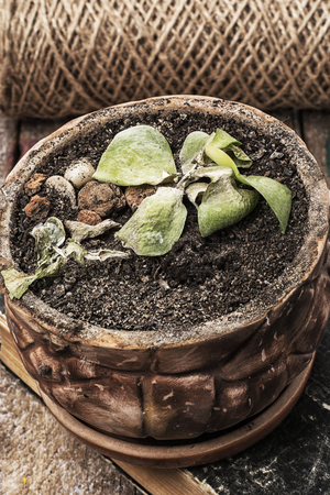 fading without water houseplant needing careの写真素材