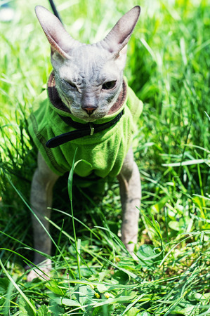 young cat walks on the sunny gladeの写真素材