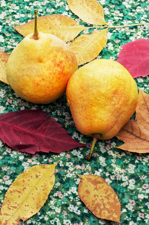 ripe pear from the new harvestの写真素材