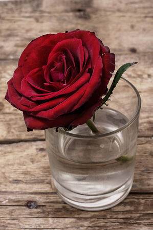 broken bud of a flower red and fragrant rosesの写真素材