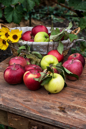 freshly harvested crop rustic applesの写真素材