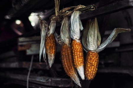 hanging dried corn in an old barnの写真素材