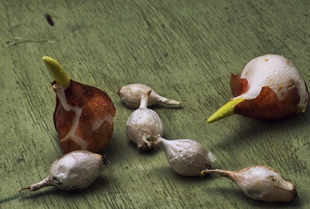 germinated and prepared for planting spring bulbs plants