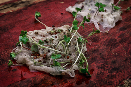 germinated spring planting the sprouts of agricultural plantsの写真素材