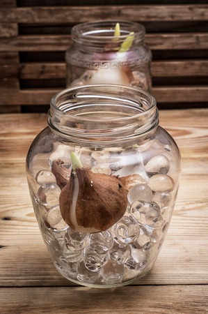 shoots of tulips germinated in the spring tulips with agricultural accessoriesの写真素材