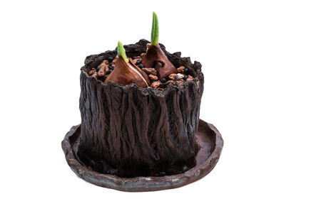 shoots of tulips germinated in the spring tulips with agricultural accessories