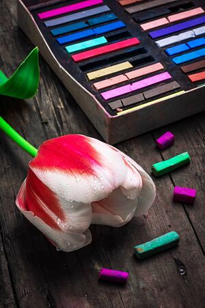 Tulip red white color on the background of the box with crayonsの写真素材