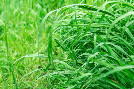 natural background of summer grass and field flowers after rain.Selective focus