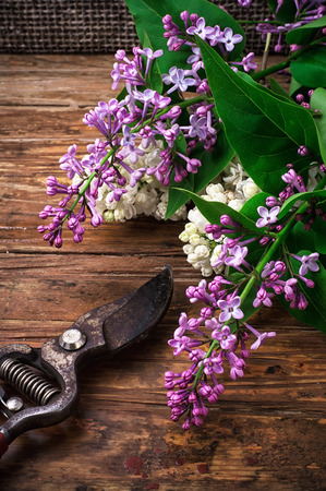 fragrant bush may lilac on background of scissors on wooden tableの写真素材