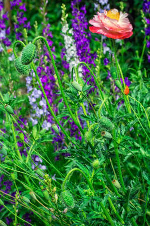bright poppy flower on the flower meadow backgroundの写真素材