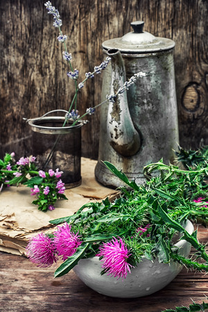 procurement of medicinal wild herbs thistleの写真素材