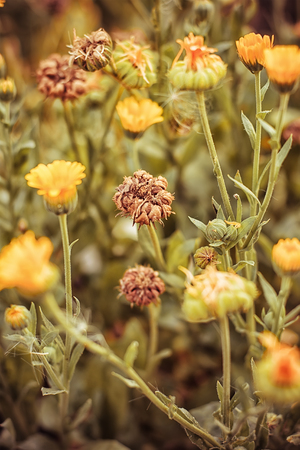 Autumn lawn with drying flowers.The image is tinted.Selective focusの写真素材