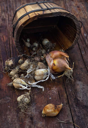 Bulbs of plants on the background of wooden tubs in  rural style.の写真素材