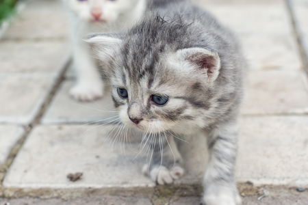 Beautiful grown up kitty on the natureの写真素材