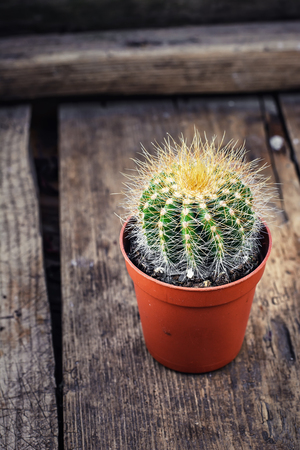 One cactus in a flower pot on vintage wooden backgroundの写真素材