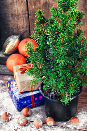 Christmas tree in a pot on background of oranges and boxes of gifts.の写真素材