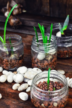 Grown in a jar with drainage sprouts of spring flowersの写真素材