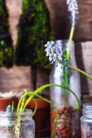 The sprouted sprouts of spring hyacinths in glass jars.Selective focus.の写真素材