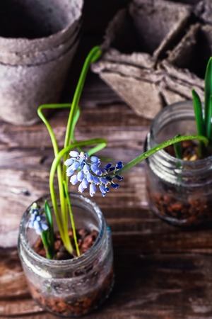The sprouted sprouts of spring hyacinths in glass jars.Selective focus.の写真素材