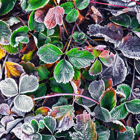 Covered with frost in early winter strawberry bushesの写真素材