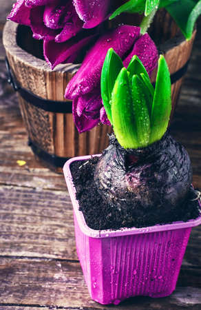 Young sprout hyacinth and pretty tulips on wooden background