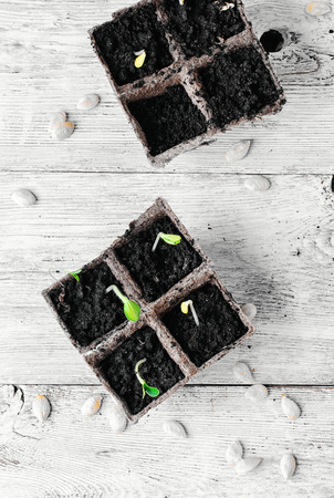 Germinated seeds decorative pumpkins in peat potsの写真素材