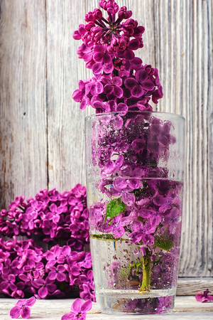 inflorescence may lilacs in glass vase with waterの写真素材