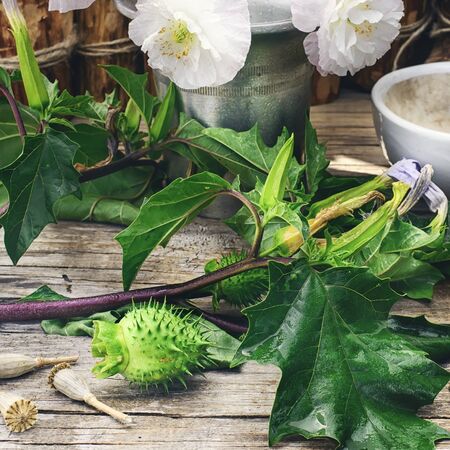 collected summer Datura grass and poppies for medicinal purposesの写真素材