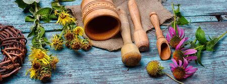 Summer medicinal plant inula and echinacea in the popular recipesの写真素材